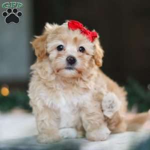 Reese, Havapoo Puppy